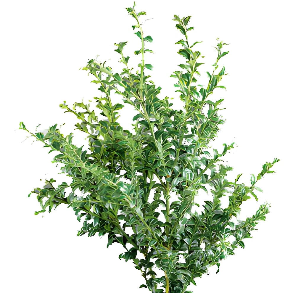 Oregonia Greenery - main