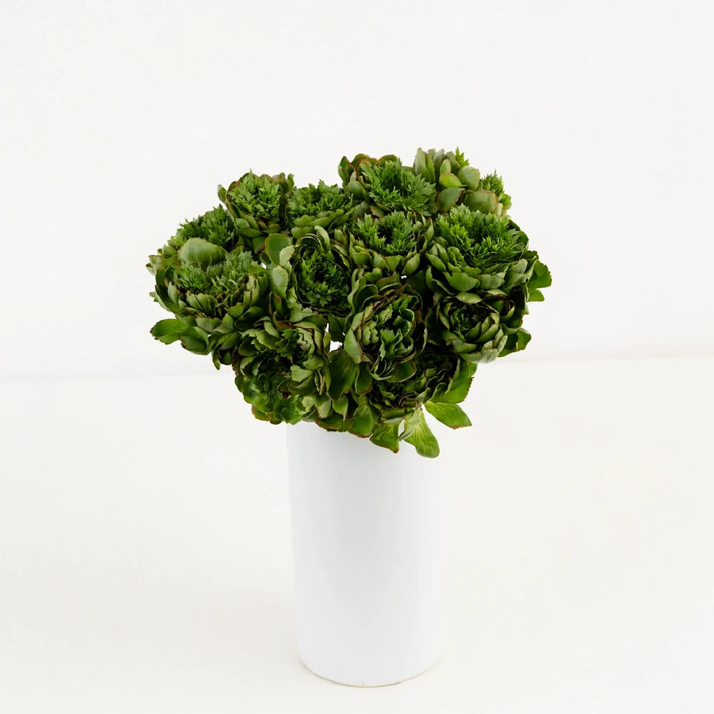 Green Ranunculus Cloony - main