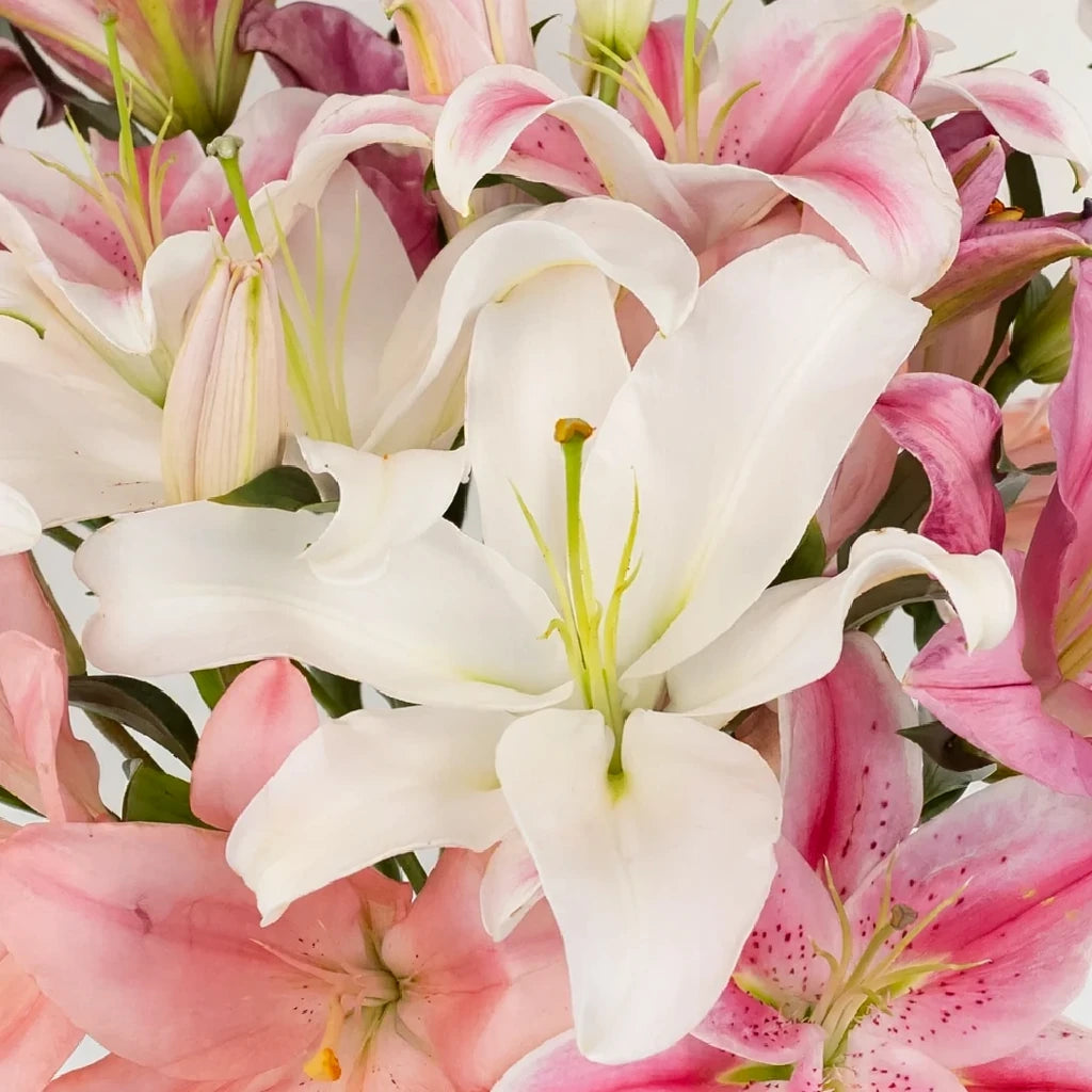 Riant Lilies Oriental - main