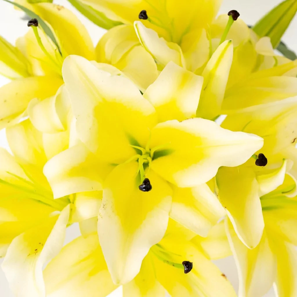 Concador Lilies Oriental - alternative 2