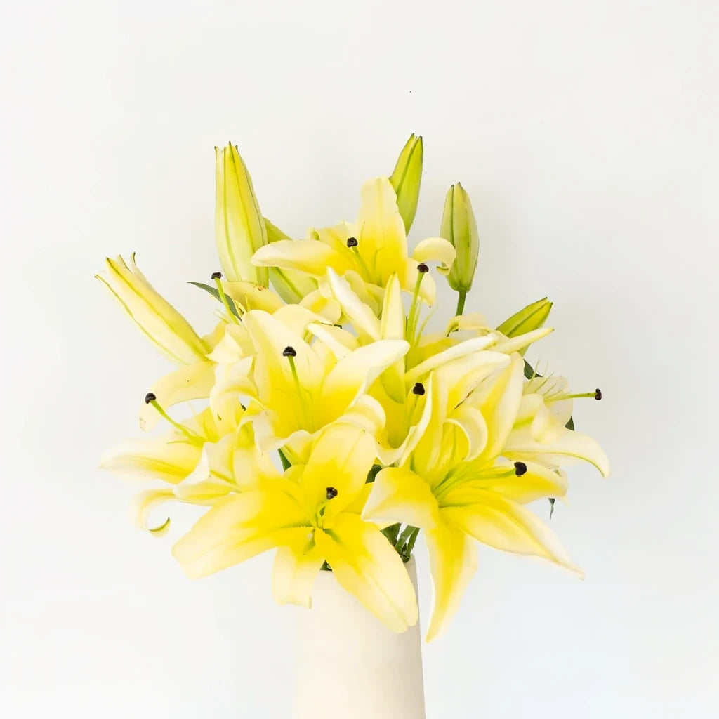 Concador Lilies Oriental - alternative 3