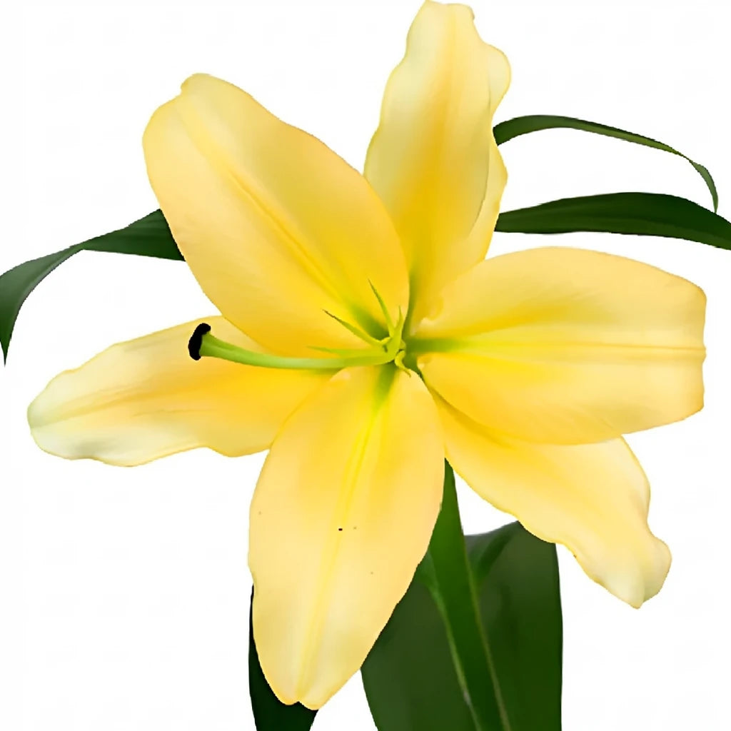 Corcovado Lilies Oriental - main