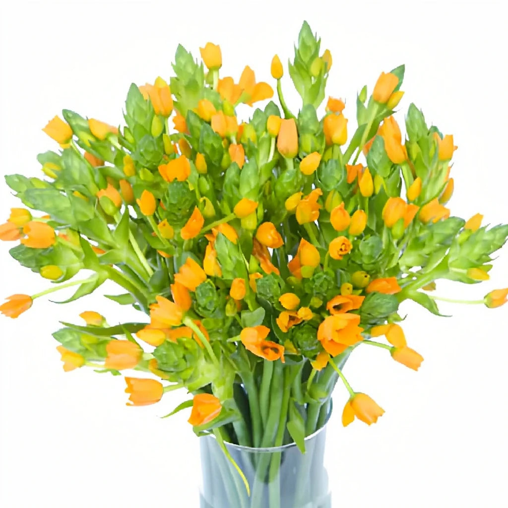 Orange Star of Bethlehem - alternative 3