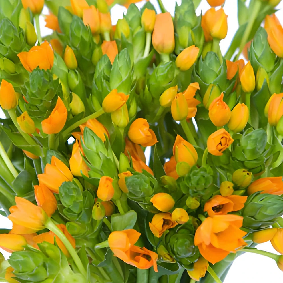 Orange Star of Bethlehem - main