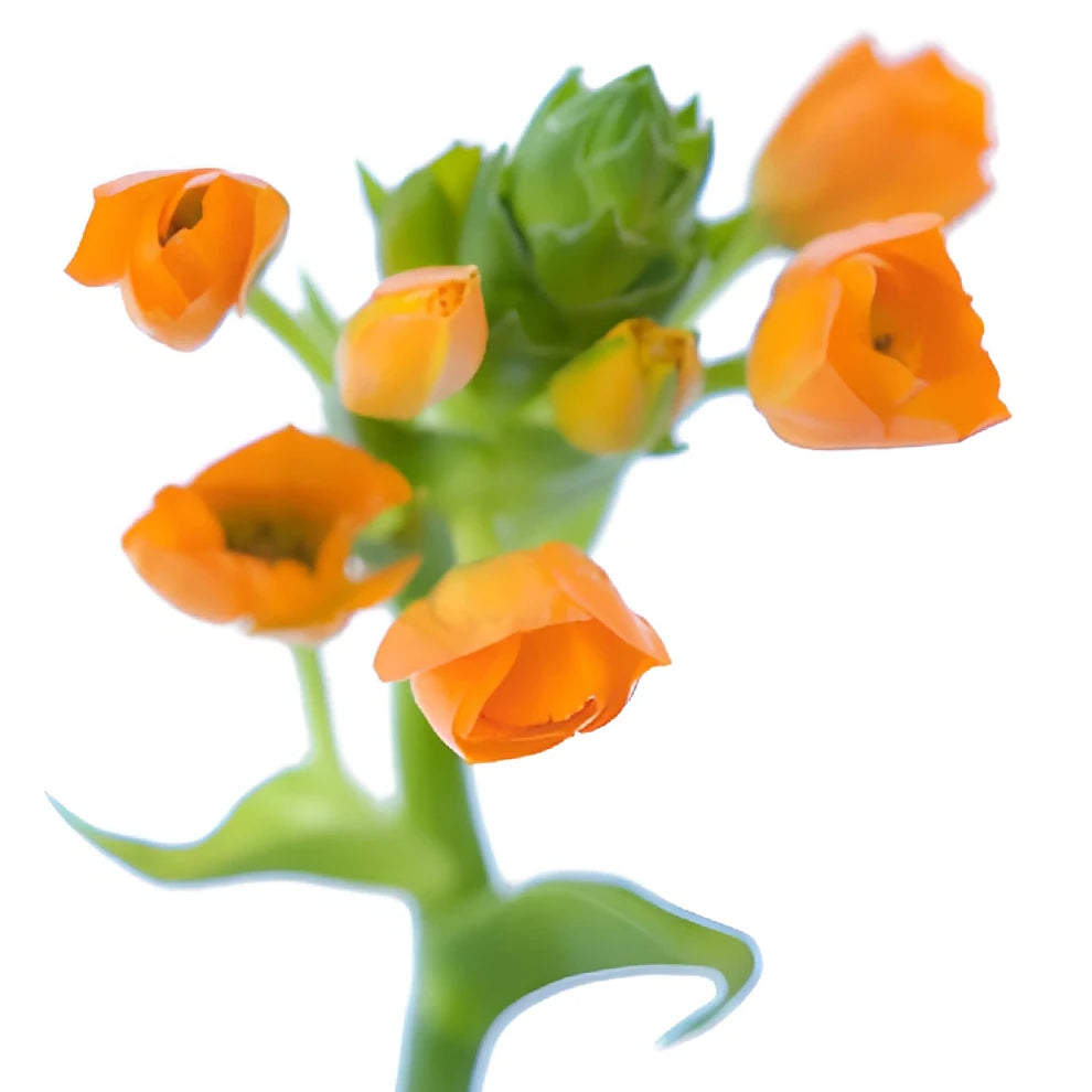 Orange Star of Bethlehem - alternative 1