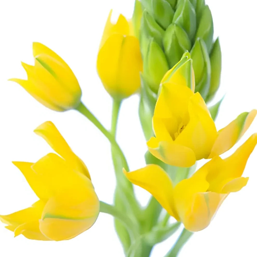 Yellow Star of Bethlehem - alternative 2
