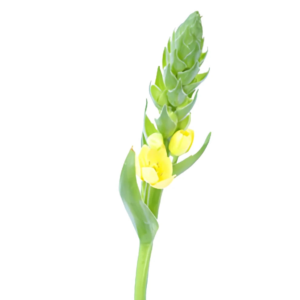 Yellow Star of Bethlehem - main