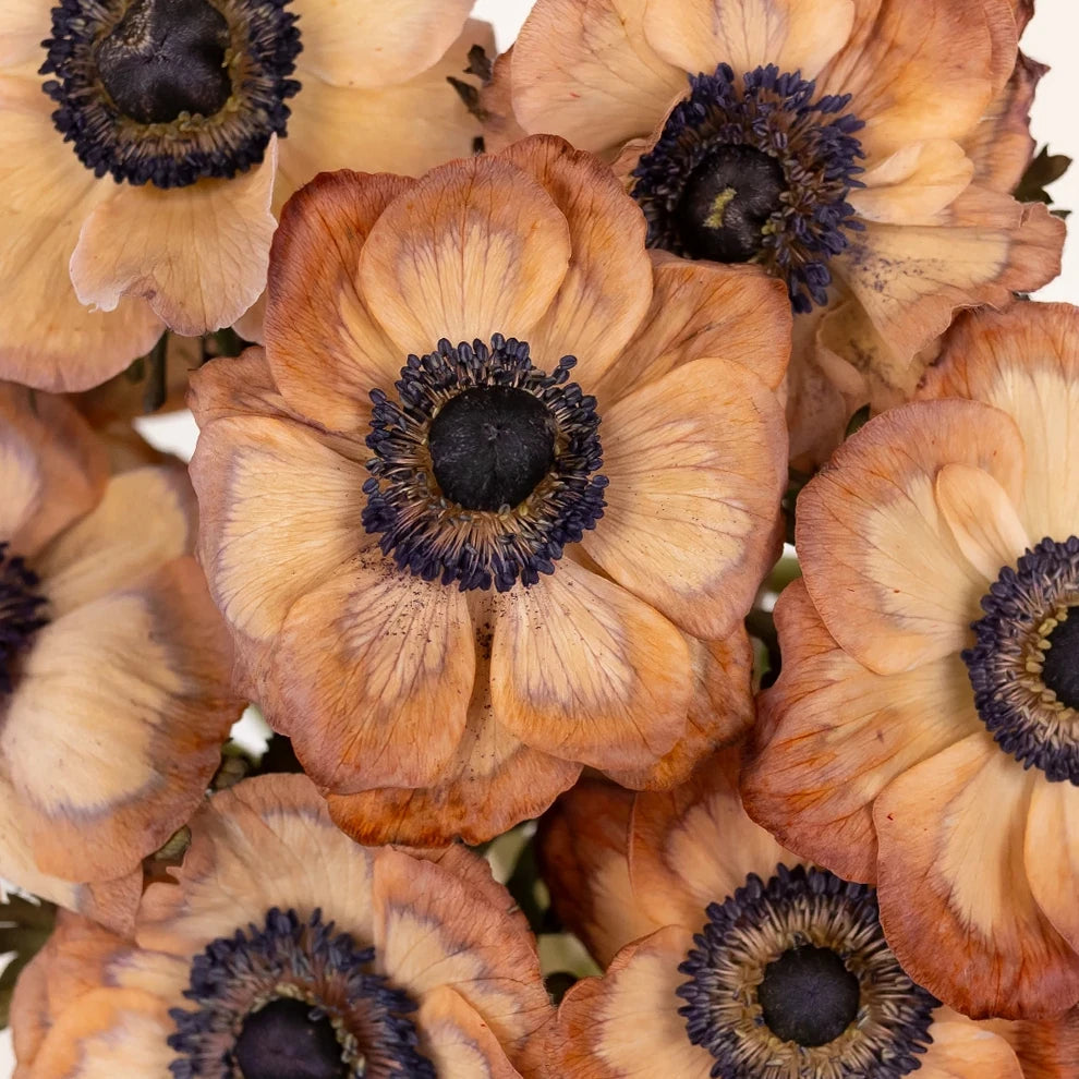 Tinted Brownie Anemones - main