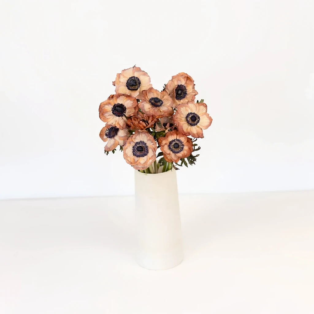 Tinted Brownie Anemones - alternative 1