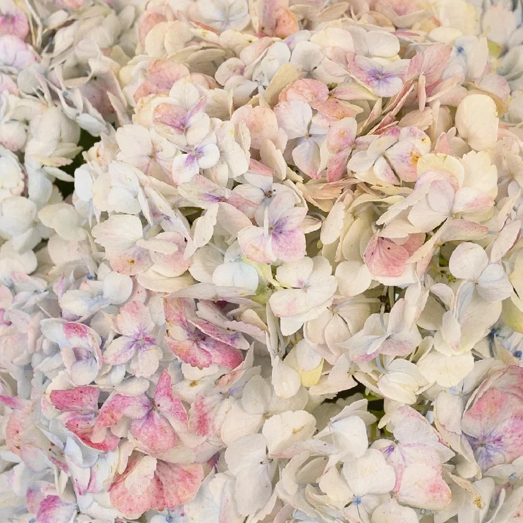 Bicolor White & PInk Hydrangeas Jumbo - alternative 1