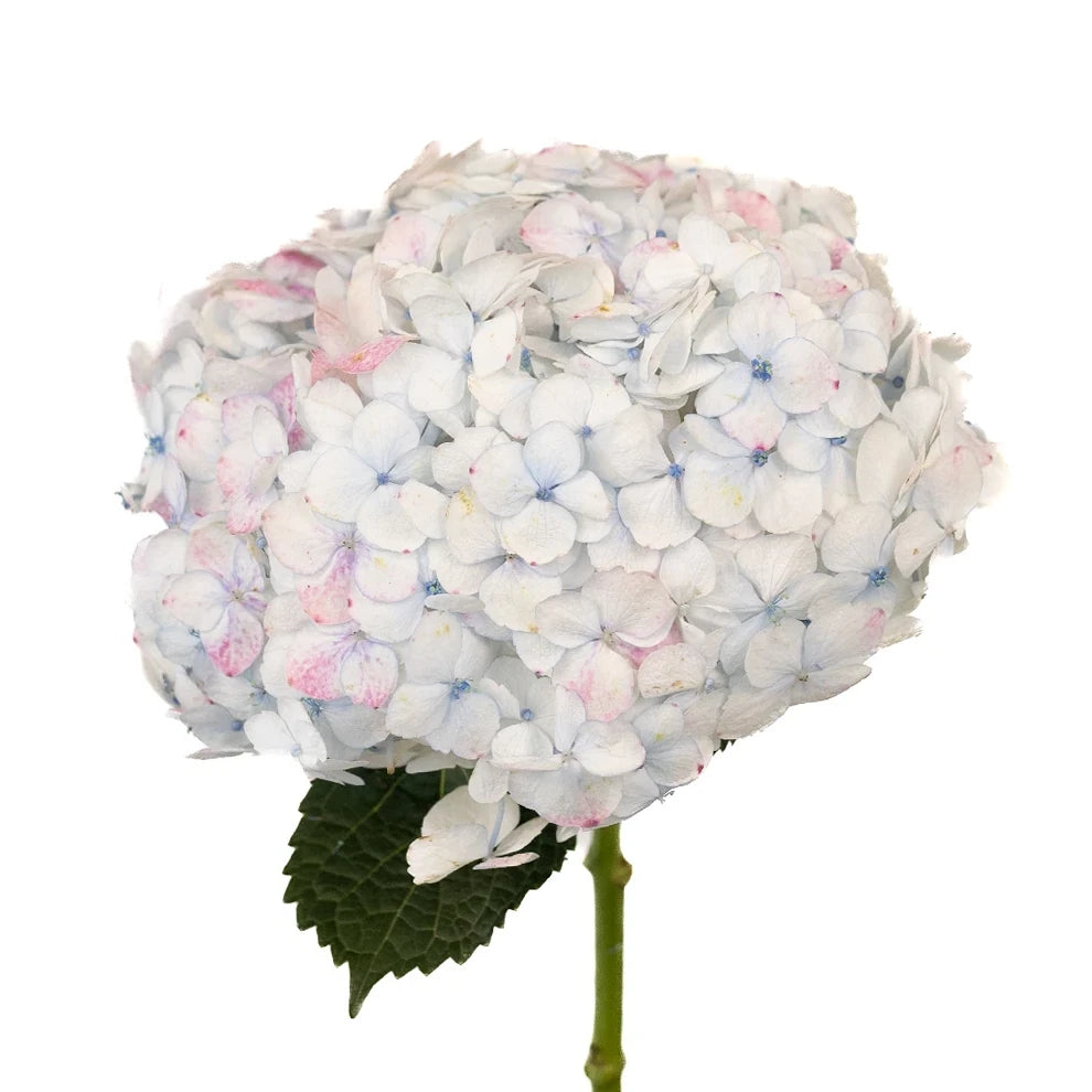Bicolor White & PInk Hydrangeas Jumbo - main