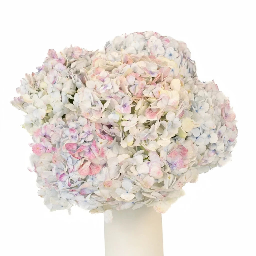 Bicolor White & PInk Hydrangeas Jumbo - alternative 2