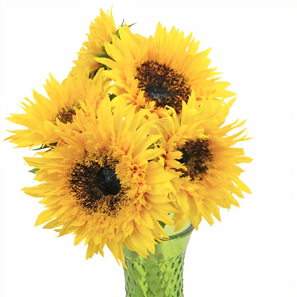 Sunsplash Sunflowers - main