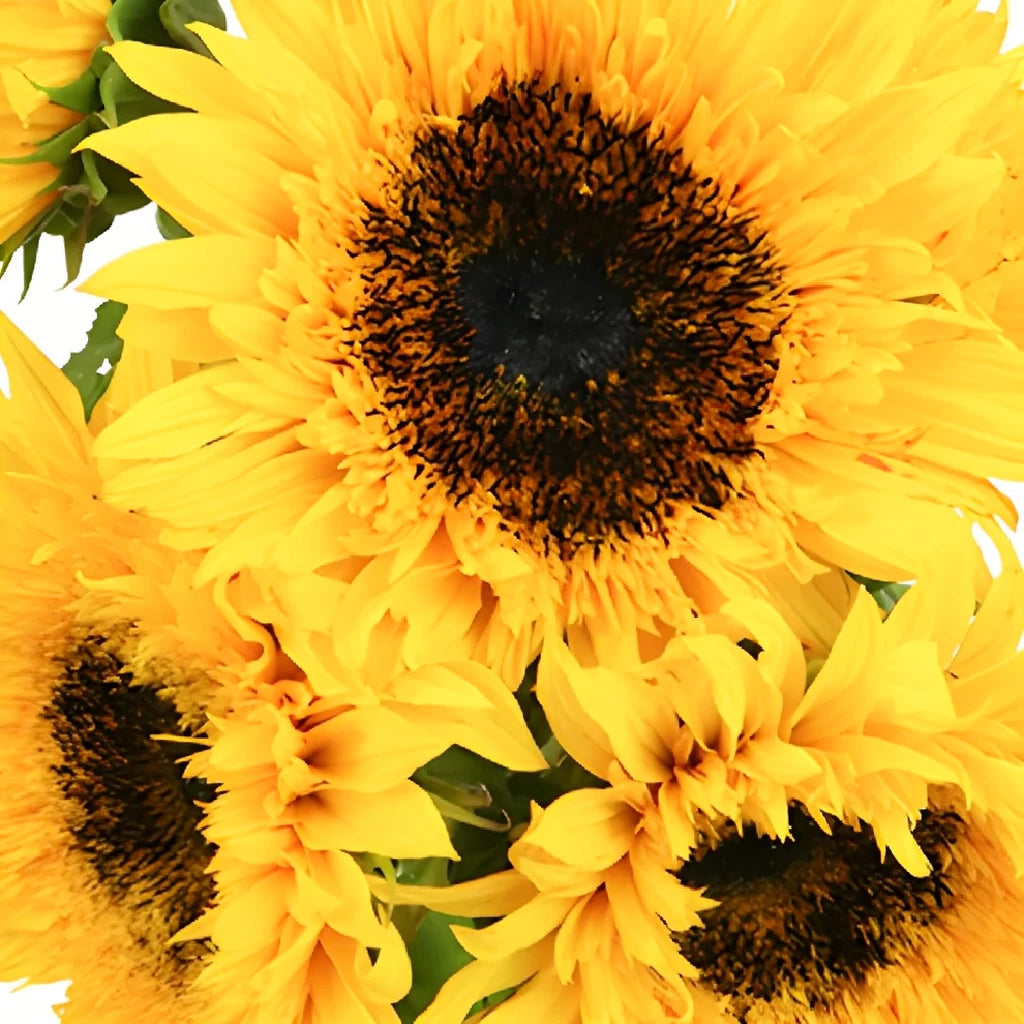 Sunsplash Sunflowers - alternative 2