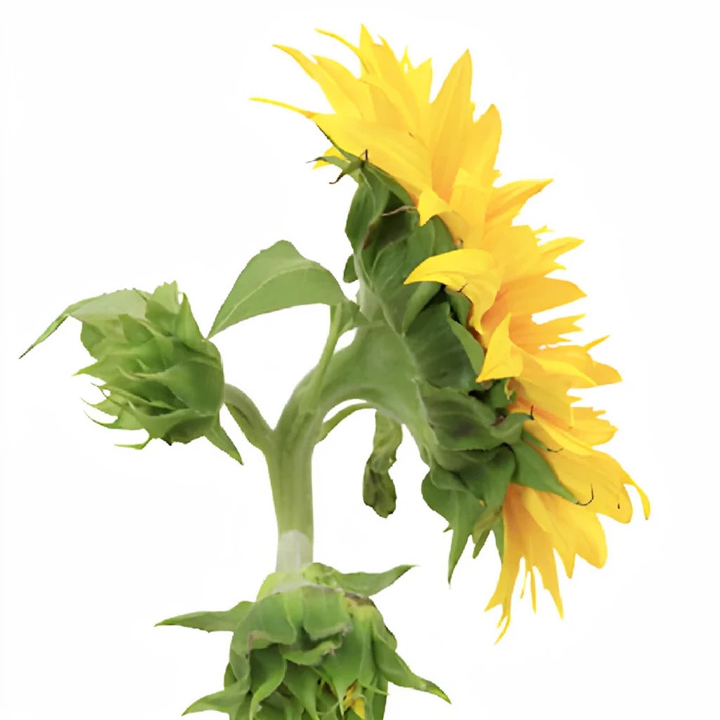 Sunsplash Sunflowers - alternative 3