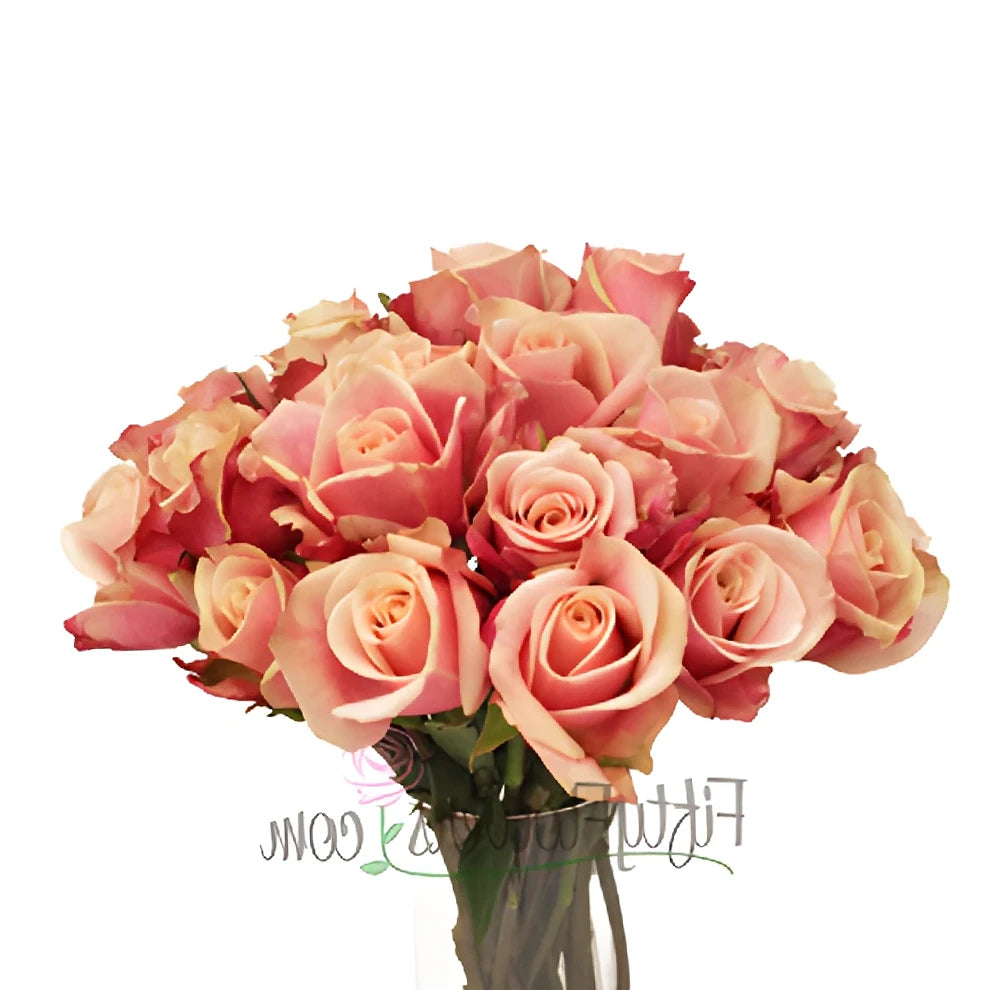 Panama Roses Standard - main