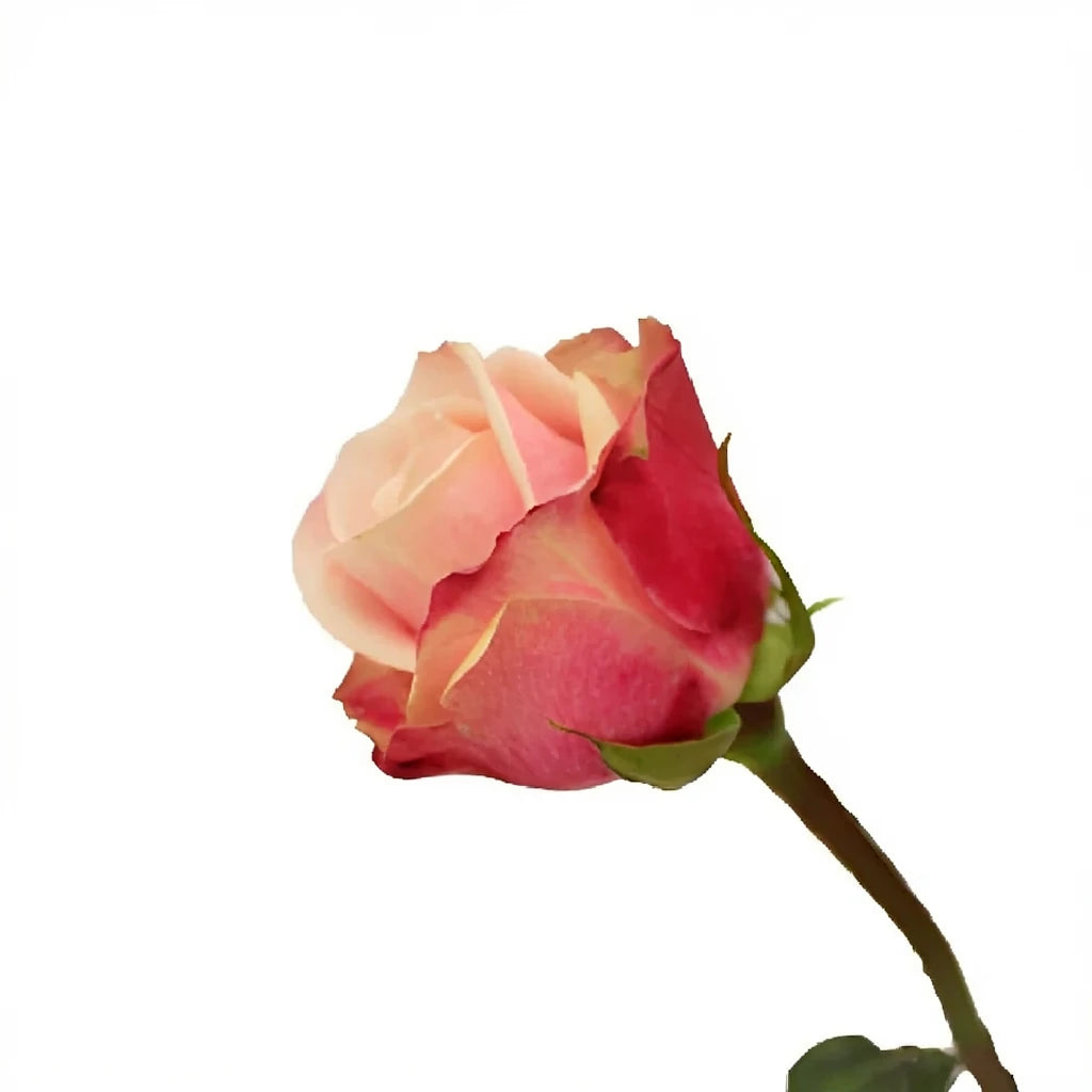 Panama Roses Standard - alternative 1