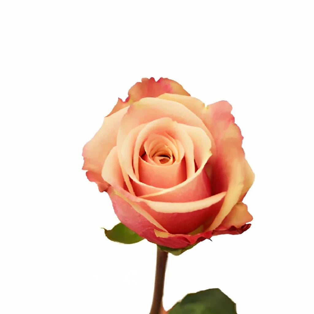 Panama Roses Standard - alternative 2