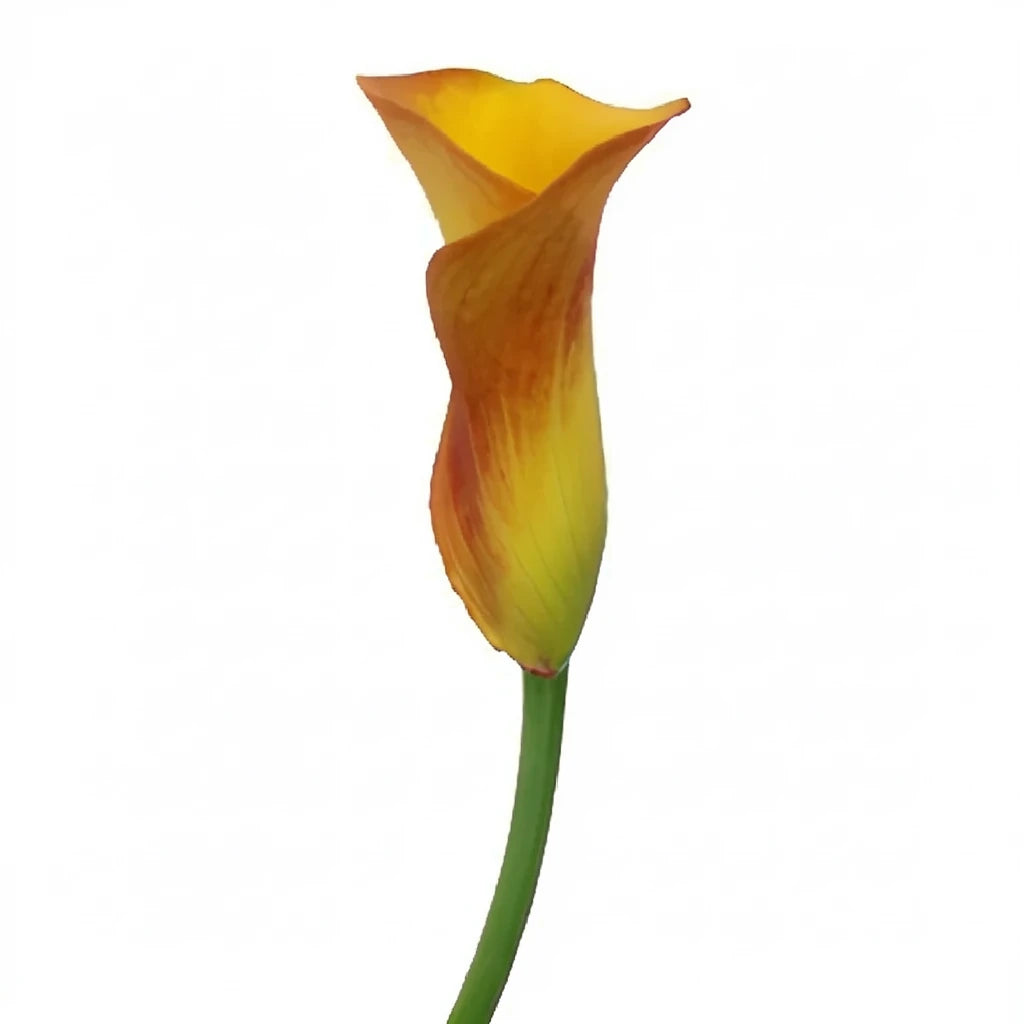 Papaya Calla Lily Mini - alternative 2
