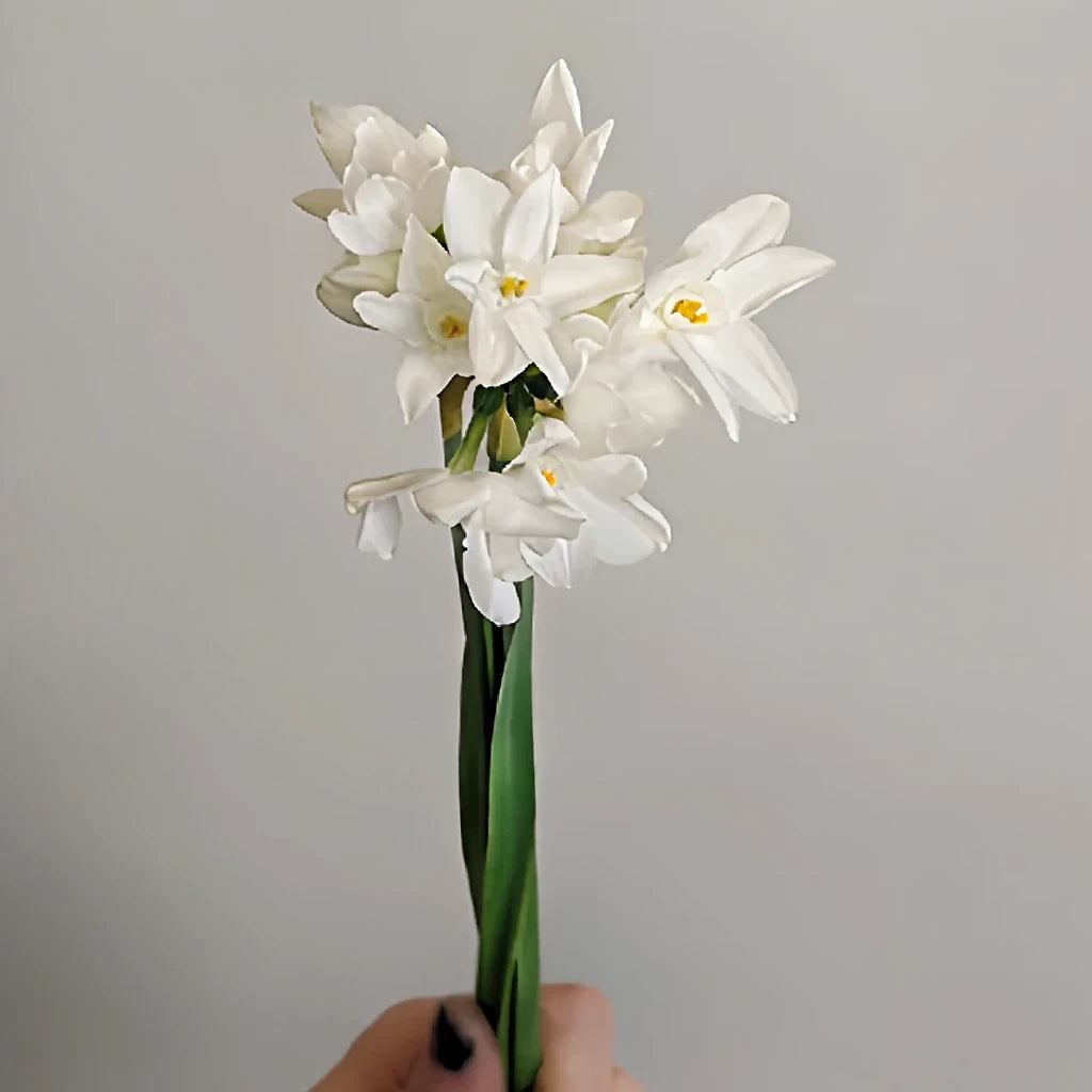 White Daffodils - alternative 2