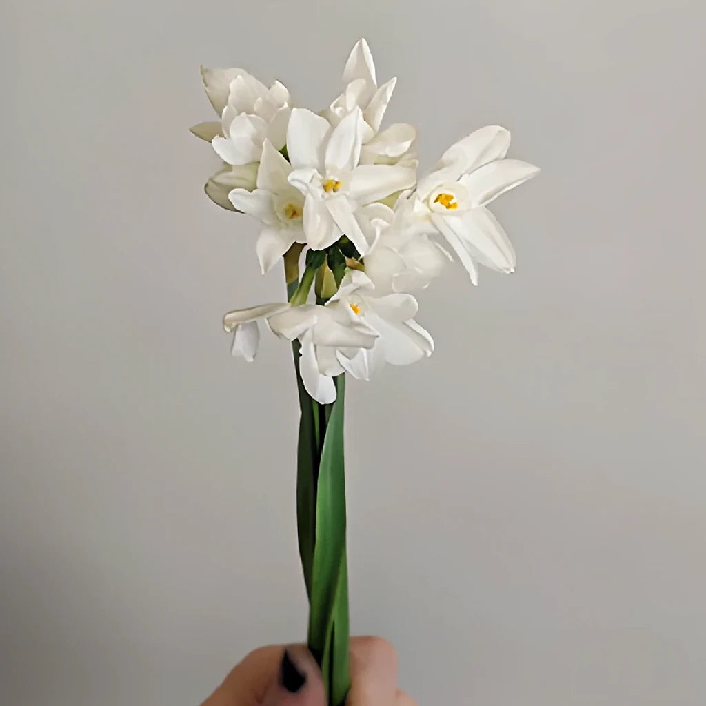 White Narcissus - alternative 1