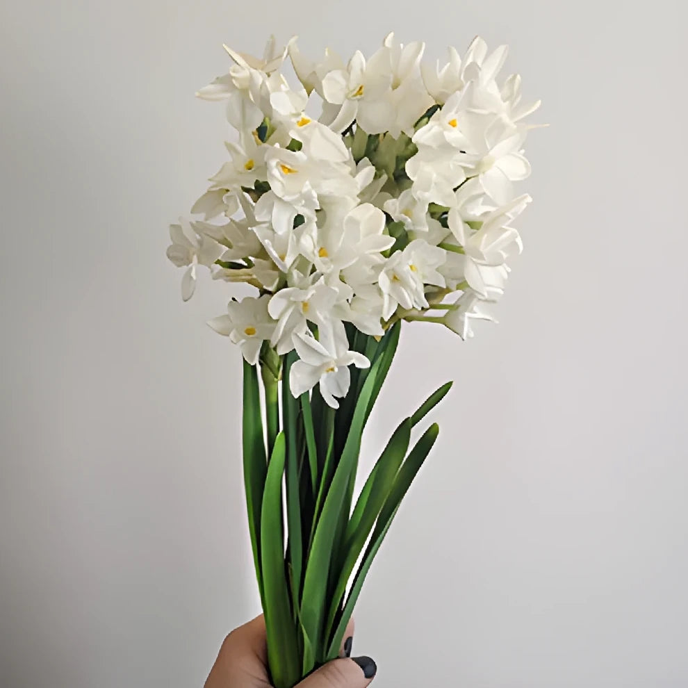 White Narcissus - alternative 2