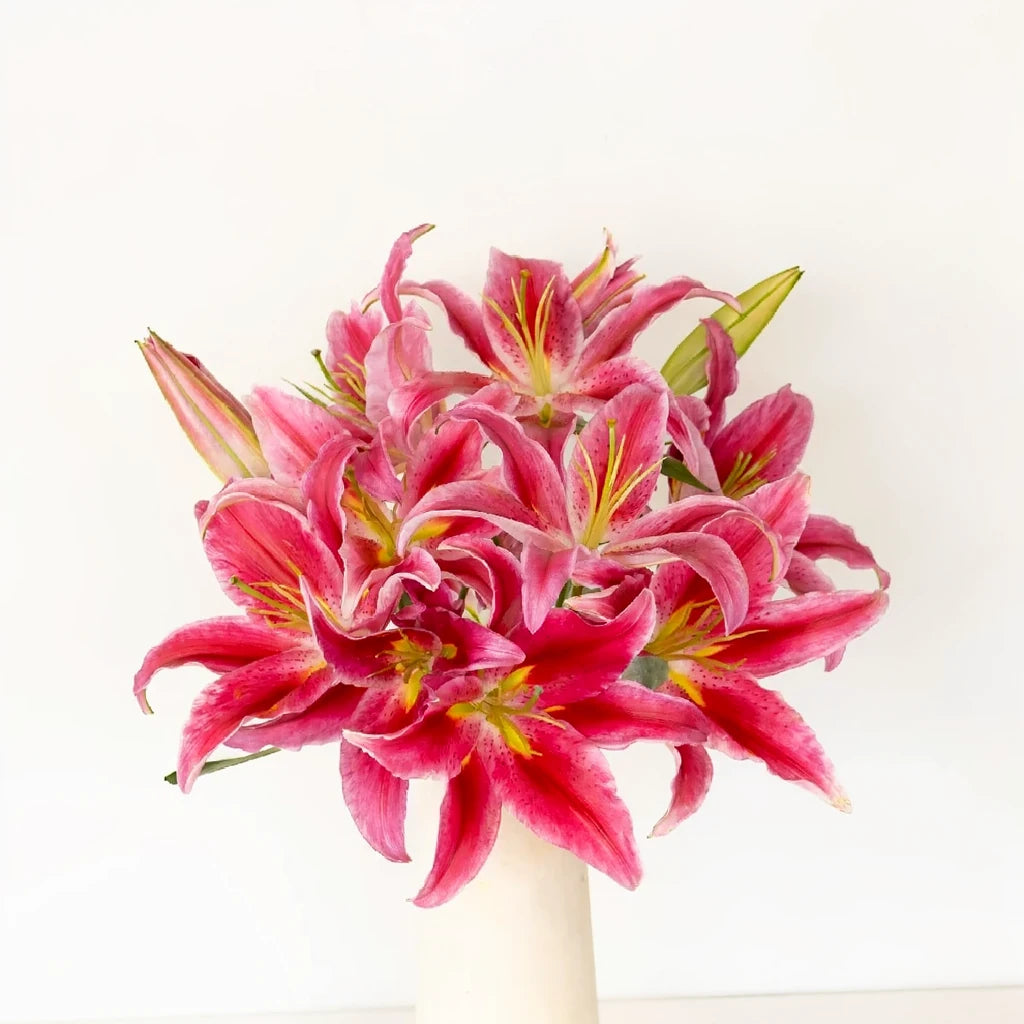 Bacardi Lilies Oriental - alternative 2