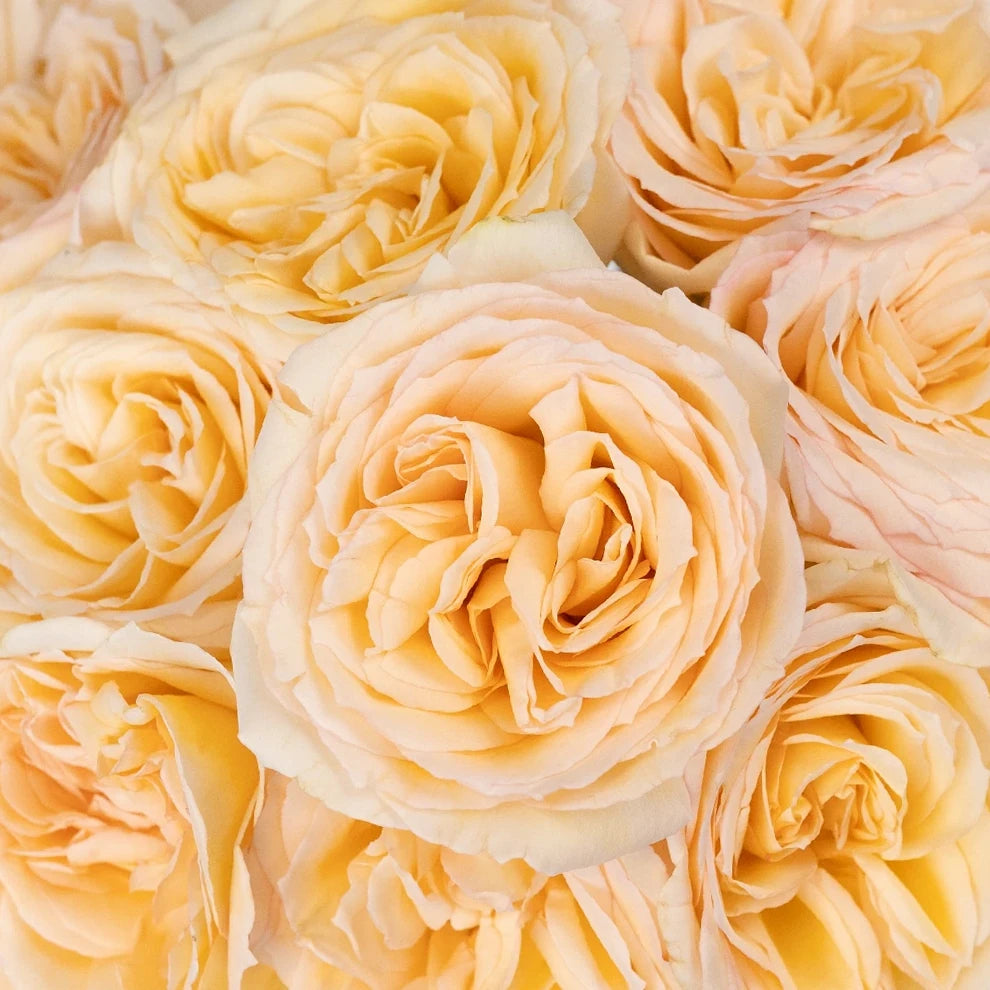 Princess Maya Roses Garden - main