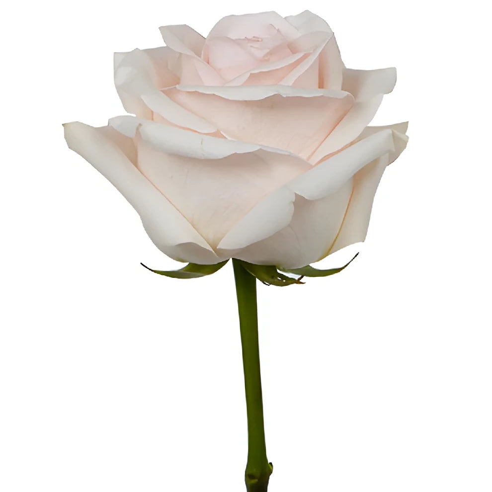 Pastella Roses Standard - alternative 3