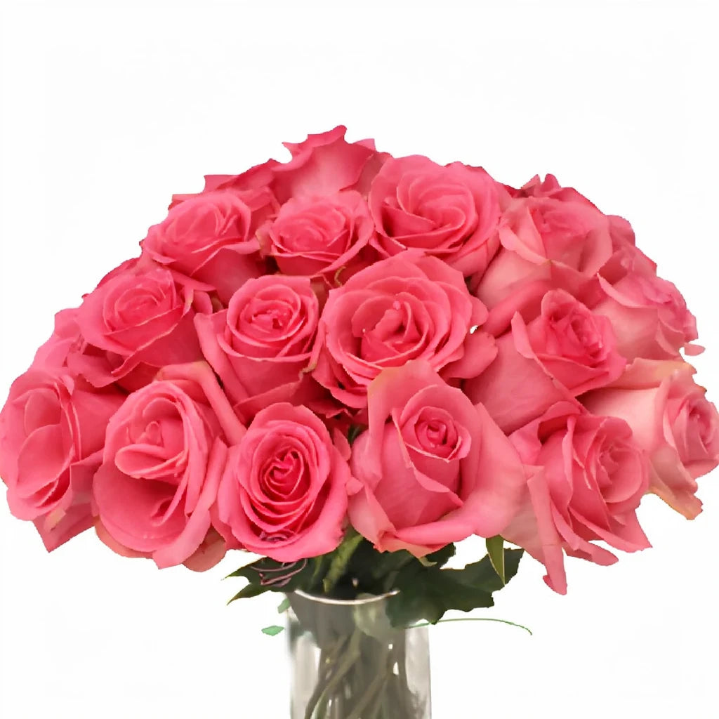 Pavarotti Roses Standard - alternative 3