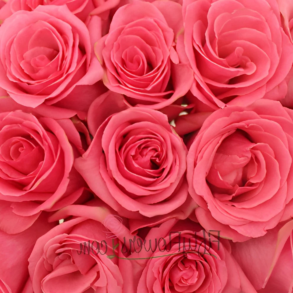 Pavarotti Roses Standard - main