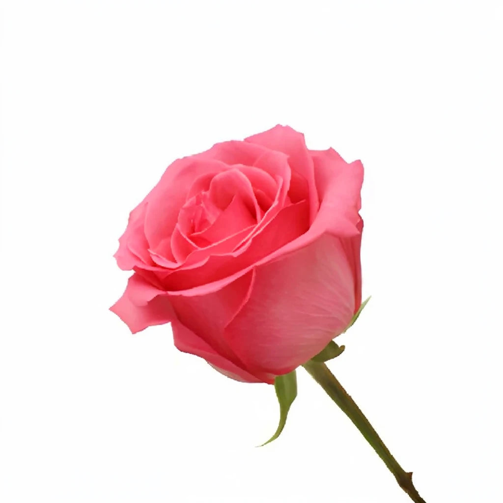 Pavarotti Roses Standard - alternative 2