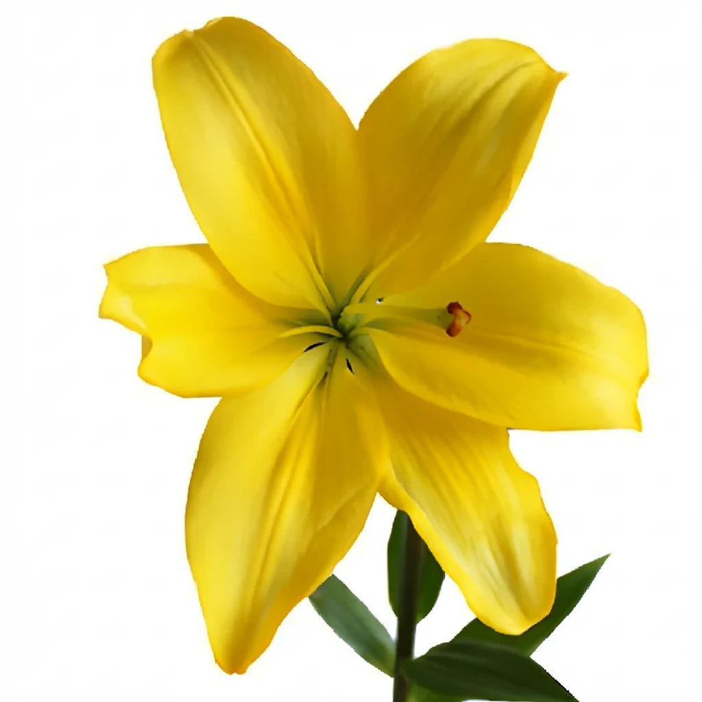 Pavia Lilies Asiatic - alternative 1