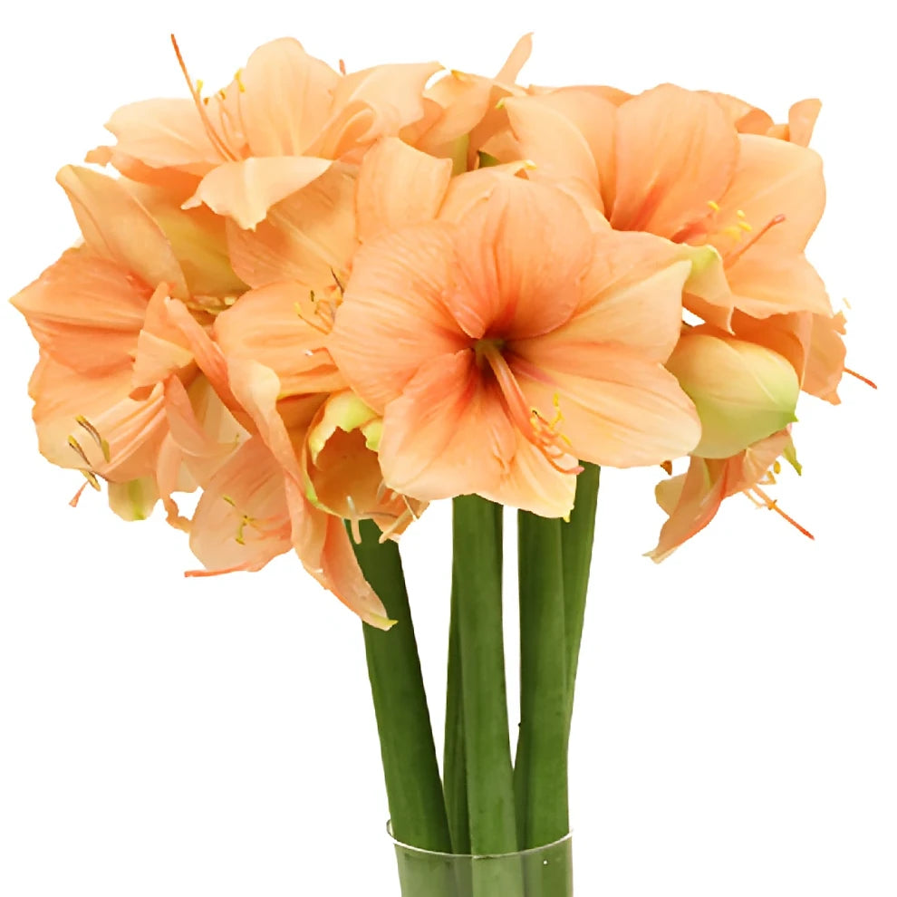 Peach Amaryllis - alternative 2