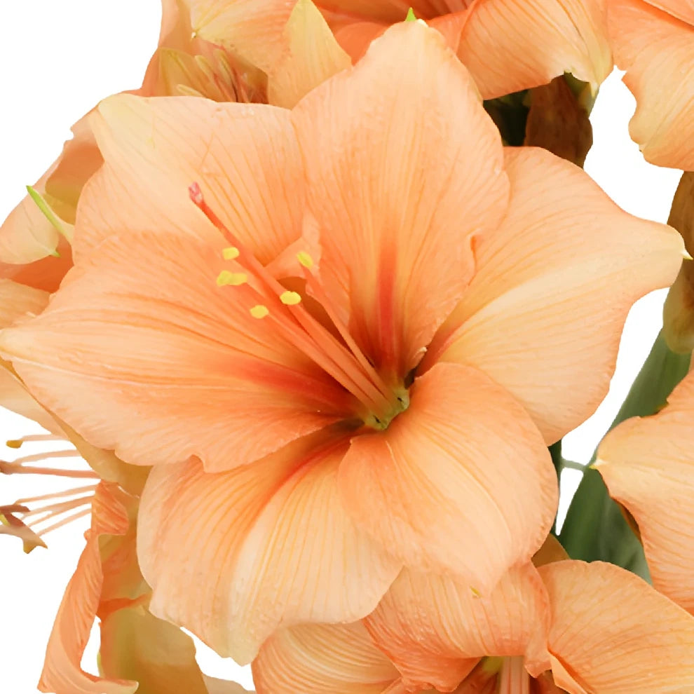 Peach Amaryllis - main