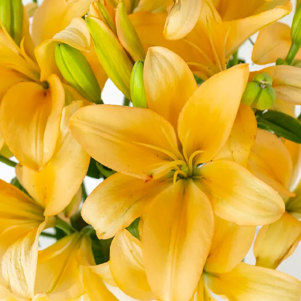 Menorca Lilies Asiatic - alternative 2
