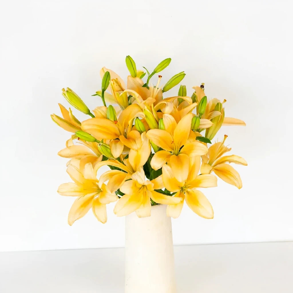 Menorca Lilies Asiatic - alternative 1