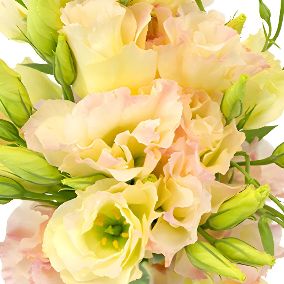 Peach Lisianthus - main