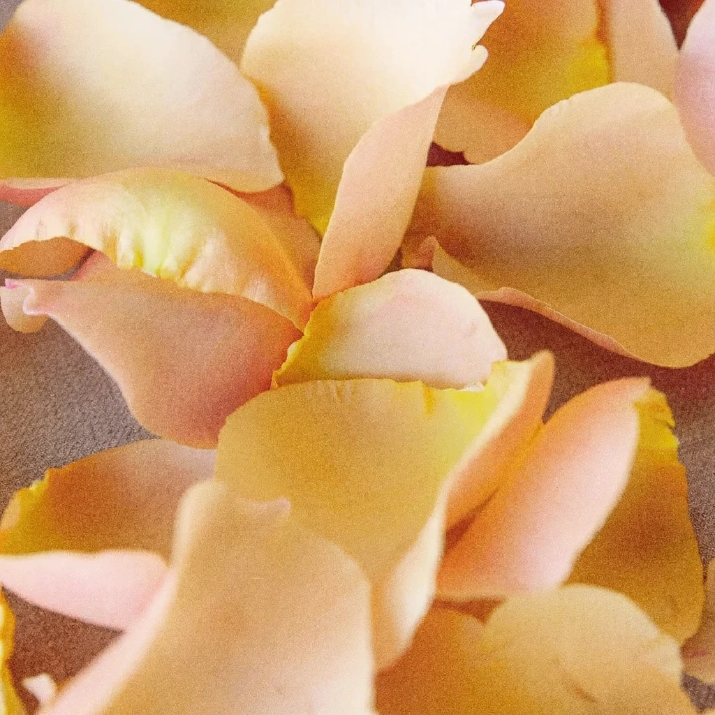 Peach Rose Petals - alternative 1