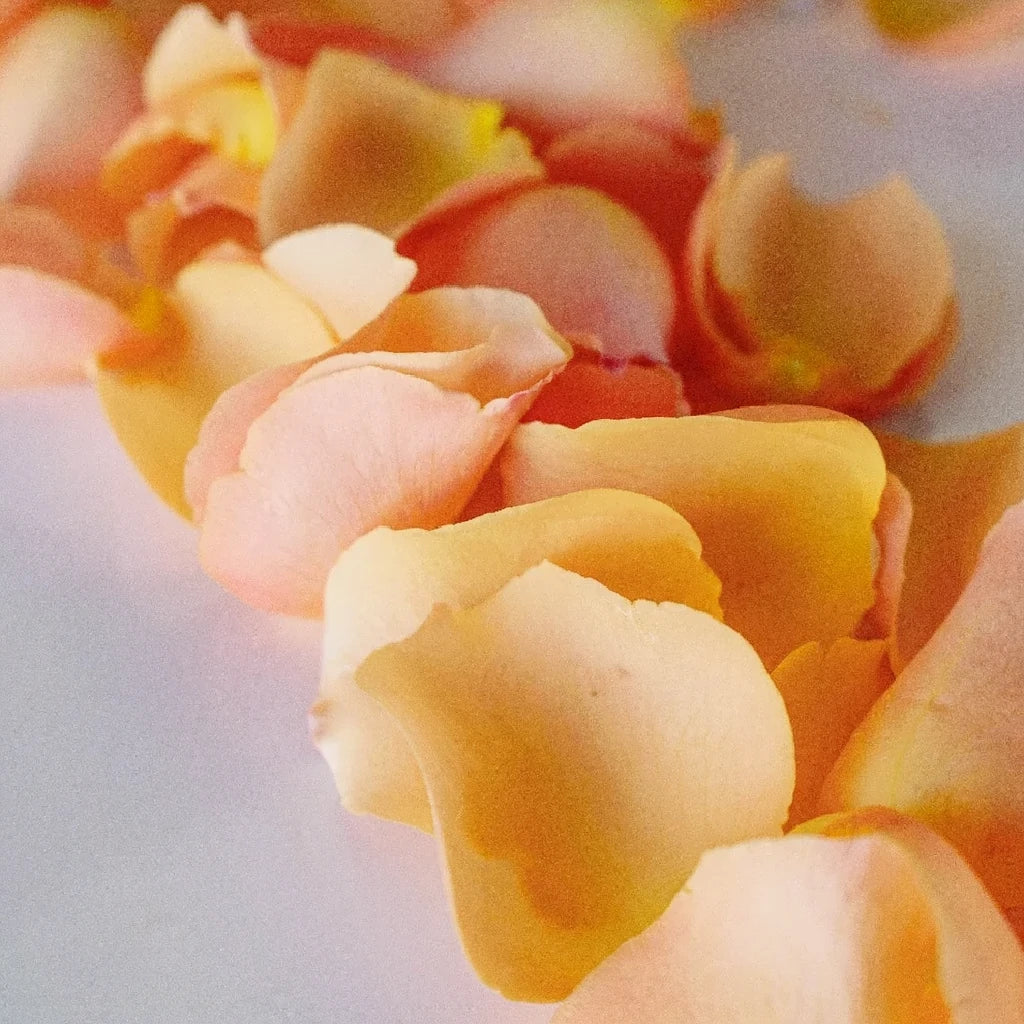 Peach Rose Petals - main