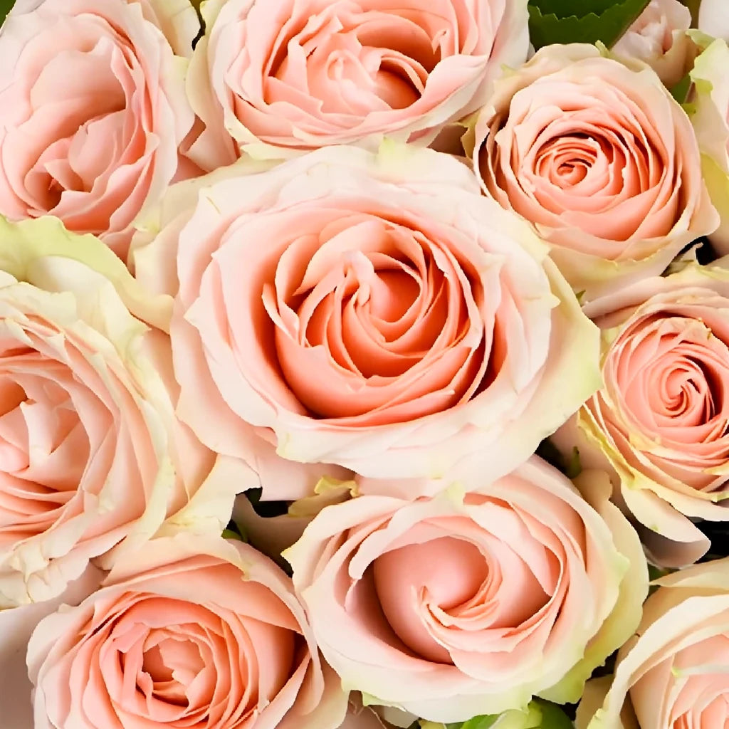 Peach Orchids Mokara - alternative 3
