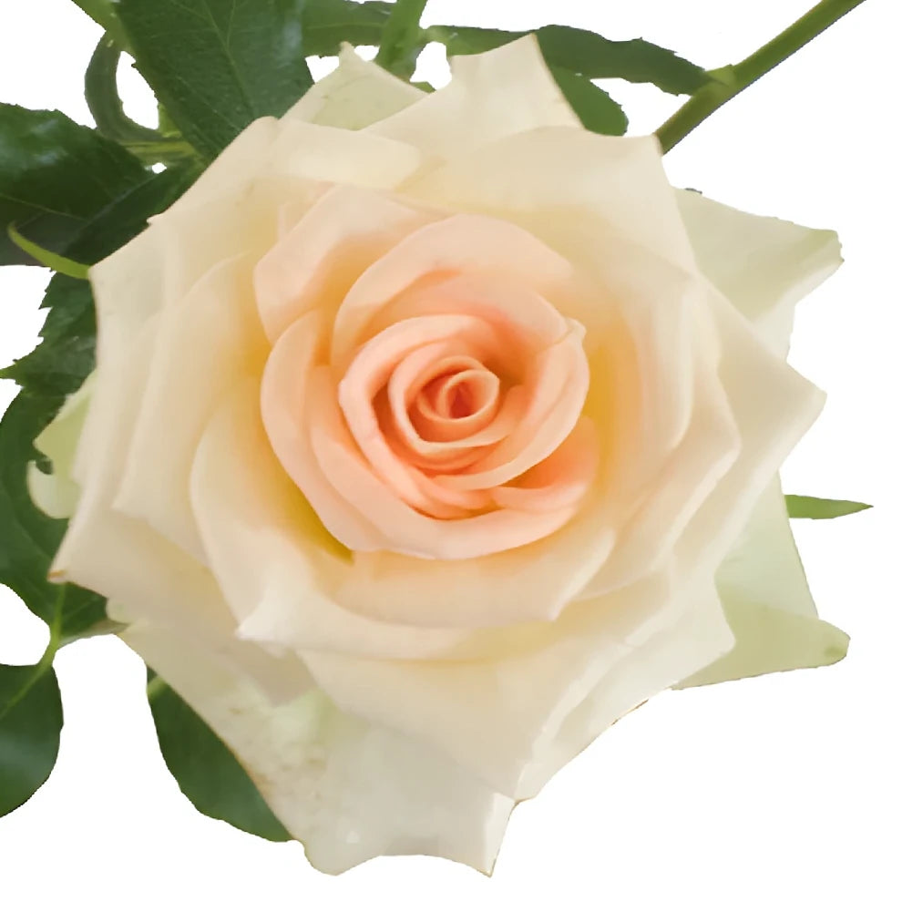 Peach Roses Spray - alternative 3