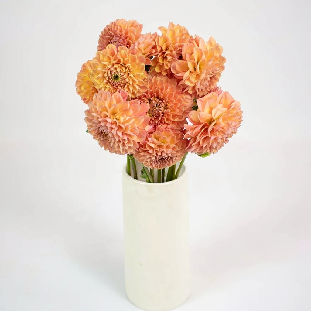 Honeycomb Dahlias - Peach - alternative 2