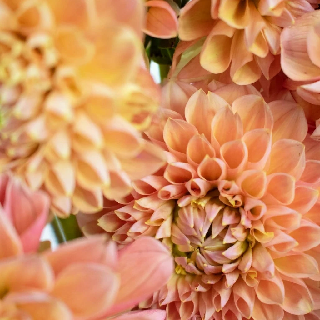 Honeycomb Dahlias - Peach - alternative 1