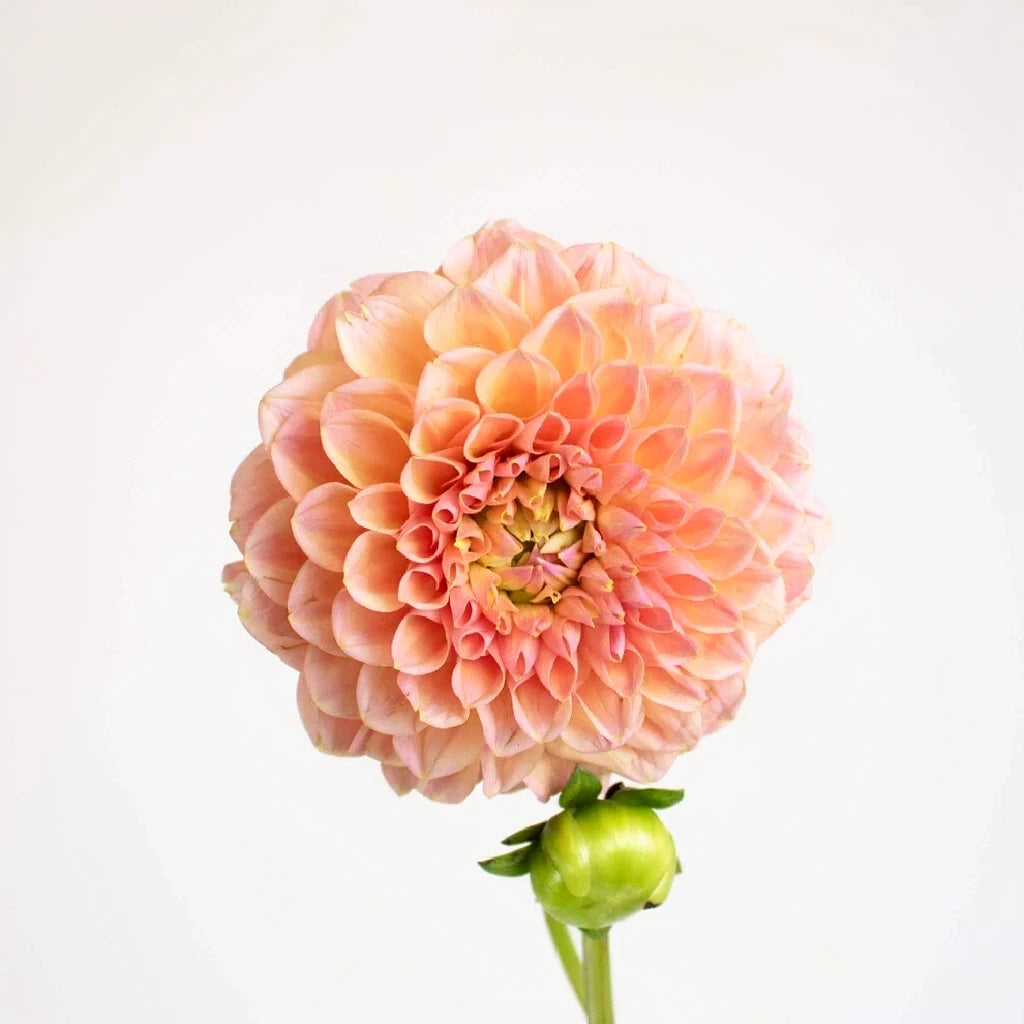 Honeycomb Dahlias - Peach - main