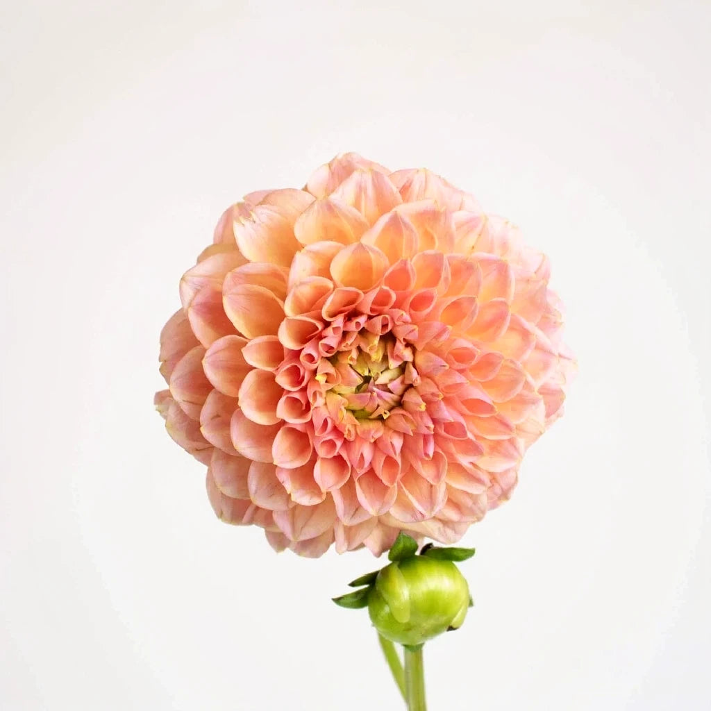 Peach Dahlias - main