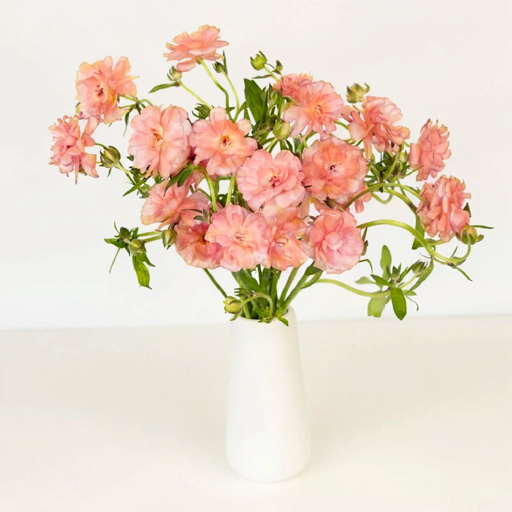 Butterfly Salmon Ranunculus - alternative 1