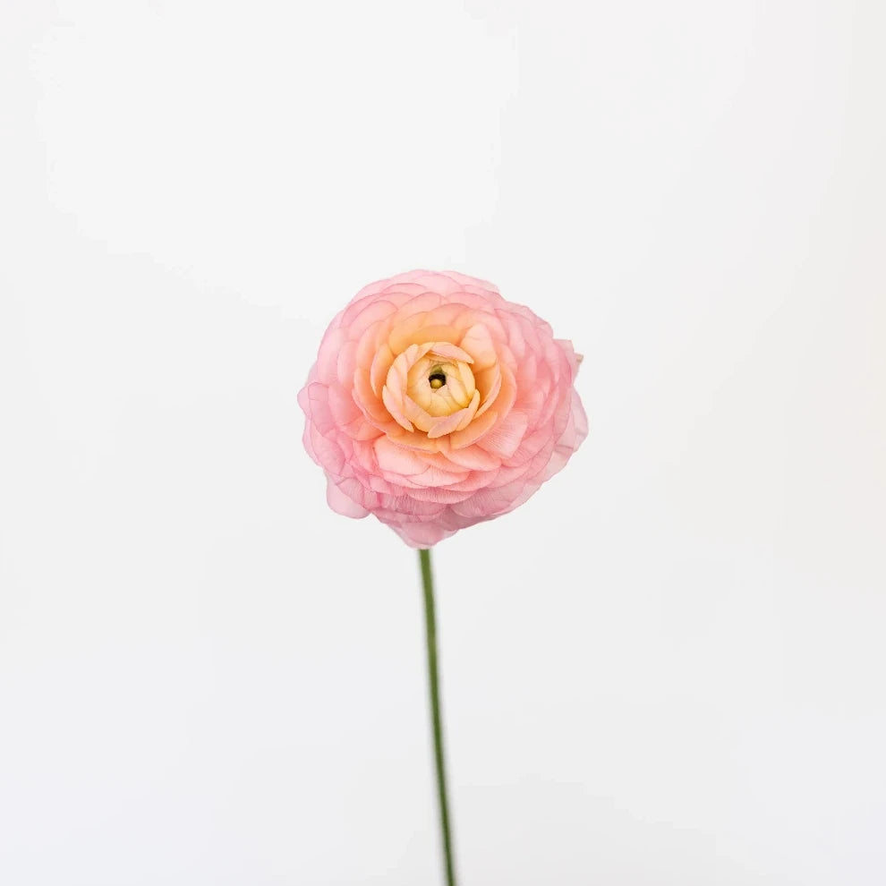 Peach Ranunculus Cloony - alternative 2