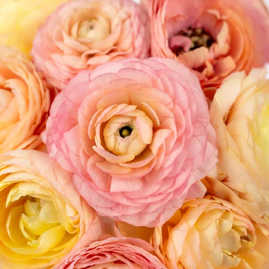 Elegance Pastello Ranunculus - alternative 1