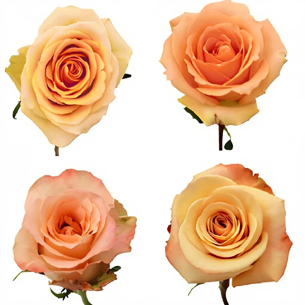 Shukrani Roses Standard - main